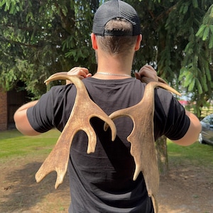 Real pair of FALLOW DEER Antlers - Perfect for Crafts, Decor & More! Genuine Wildlife Treasures | Gift for huntsman | Gift fo hunter |Rustic