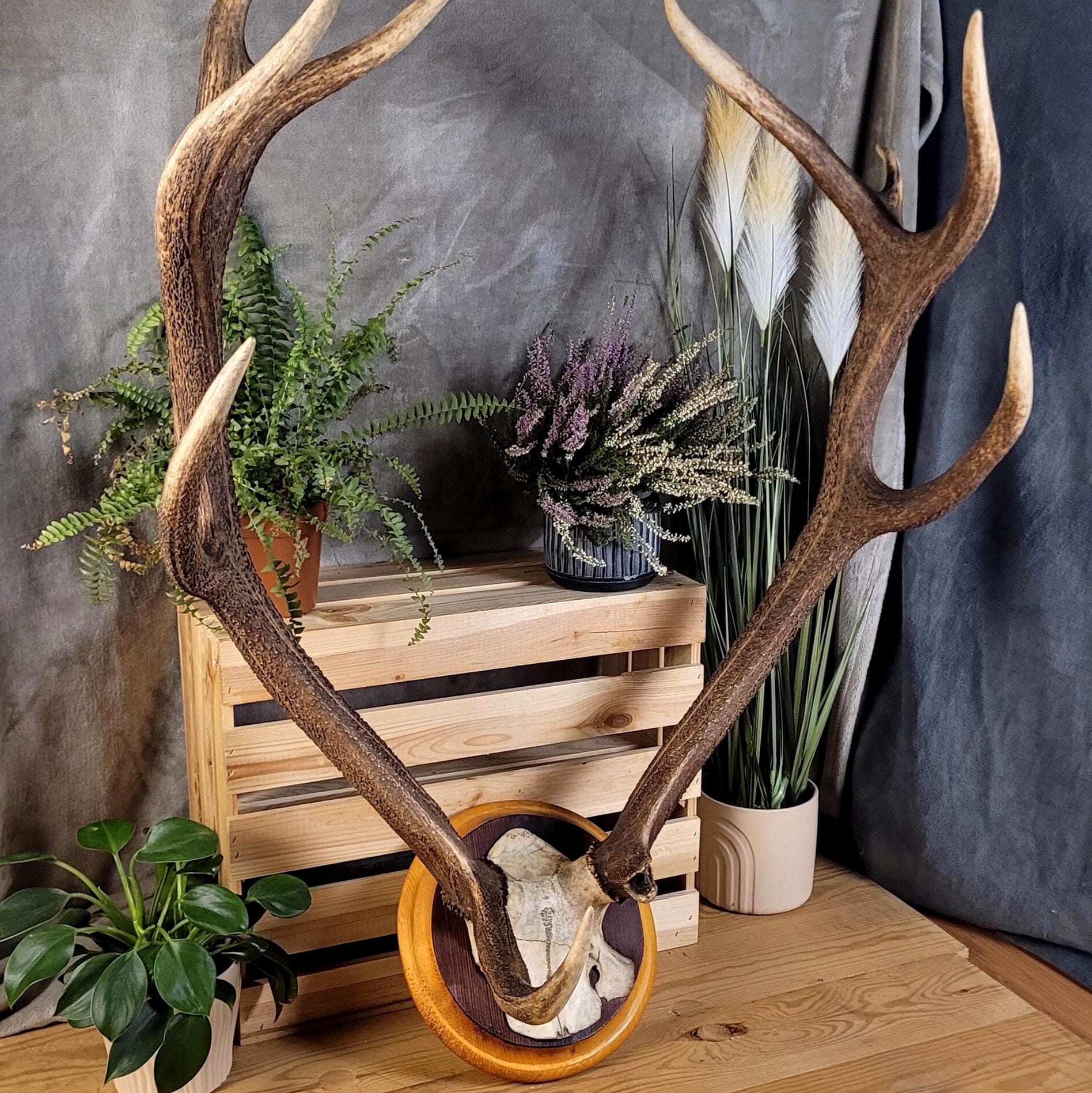 Mounted Red Deer Antlers – Hunting Trophy, Rural Wall Decor - Etsy