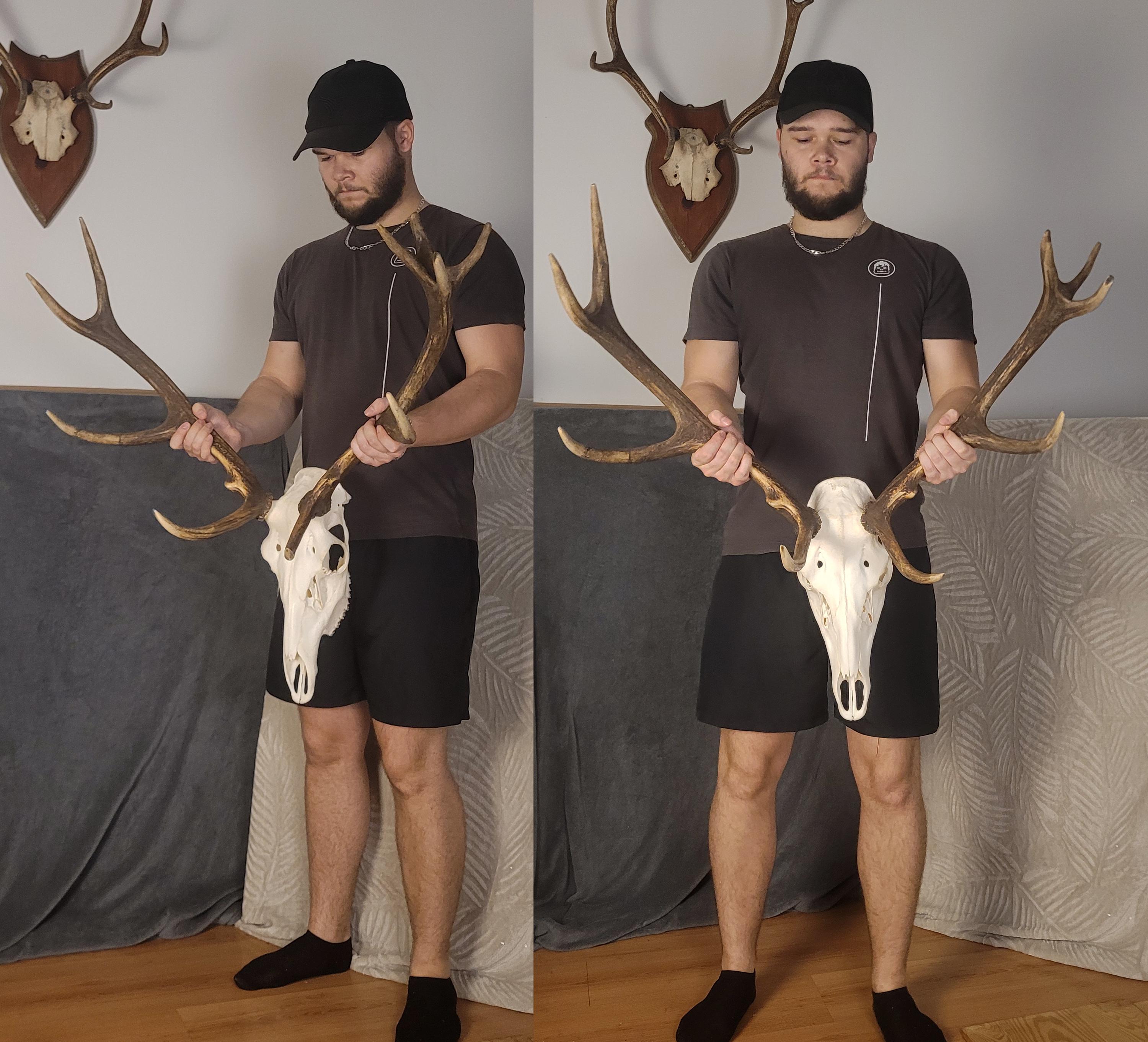 REAL RED DEER Antlers, Skull Elk Trophy Antlers - Natural