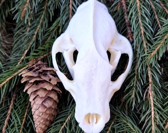 アメリカアナグマの頭蓋骨レプリカ（博物館品質） - Etsy 日本