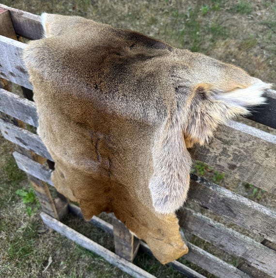 Winter Roe Deer Hide Rug – European Fur Pelt for Cabin Wall or Floor
