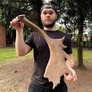 Vrais bois de daim - mue naturellement, décoration rustique, fournitures pour travaux manuels