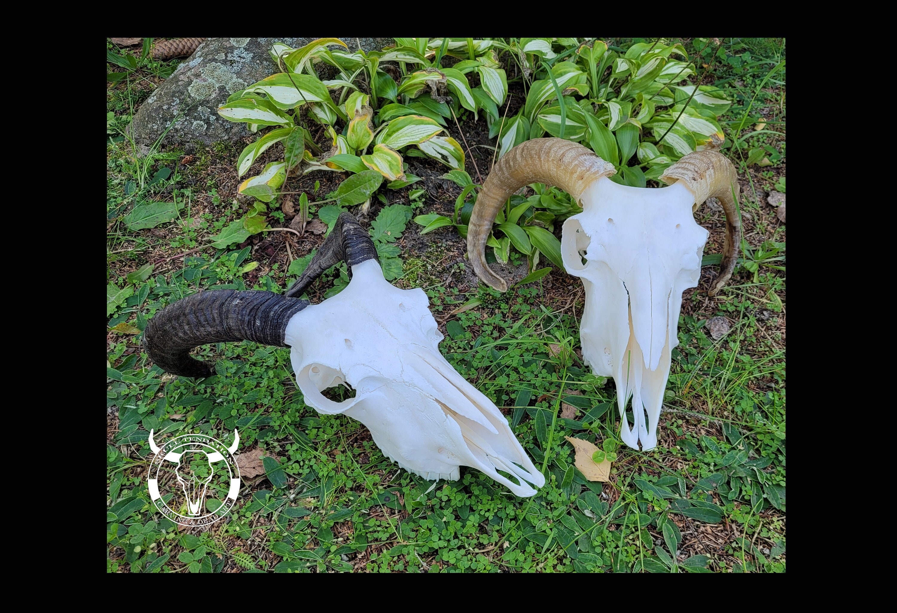 Ram Bones   Etsy