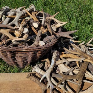 Random Roe Deer Antlers • Real, Forest Condition • Rustic Craft Material • Ethically Sourced • Bulk Available • Nature Collectible • Gift