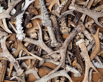 Single Roe Deer Shed Antler for Craft Supply, Rustic & Primitive Decor