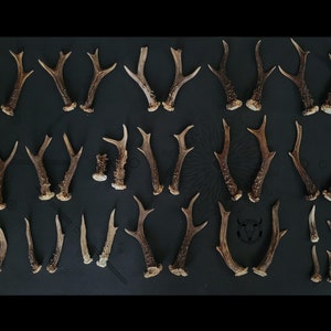 Real Roe Deer Antlers for Rustic Decor & Crafts | Natural Antlers | Hunting Decor | Wildlife Crafts | Animal trophy | Ranch decor | Gift