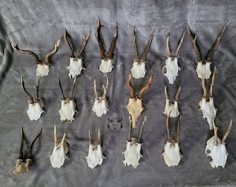 Real CHEAP ROE DEER skull - European roe deer antlers with skull fragment | cheap skull for craft | cheap antlers for craft | cheap bone