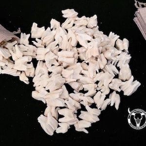 Espécimes de dentes de veado-vermelho branqueados para artesanato, confecção de joias e decoração de objetos curiosos.