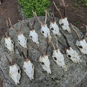 REAL EUROPEAN skull Plain deer skull with antler gift present set birthday skull carving possible stag roe deer damaged skull sale