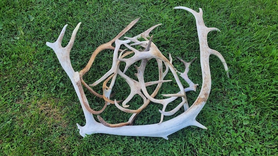 Buy real reindeer antlers discount
