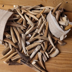 Real Roe Deer Antler Tips: Affordable, Versatile, Perfect for Necklaces, Jewelery, Crafting viking jewelery, handicraft material bones shed image 2