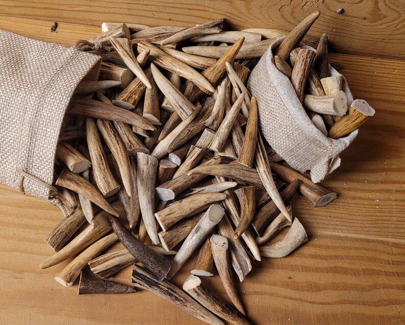 Real Roe Deer Antler Tips: Affordable, Versatile, Perfect for Necklaces, Jewelery, Crafting viking jewelery, handicraft material bones shed image 2