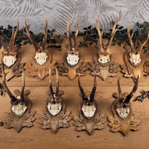 European DEER TROPHY mounted on the wall | vintage hunting trophy | vintage wall hanging | gift for huntsman | old-fashioned wall decoration