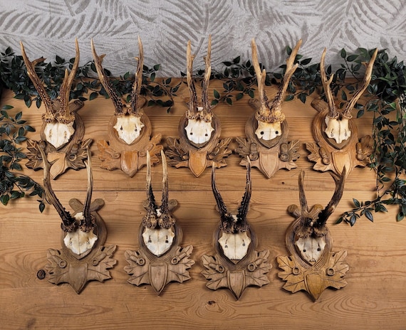 European DEER TROPHY Mounted on the Wall | Vintage Hunting Trophy