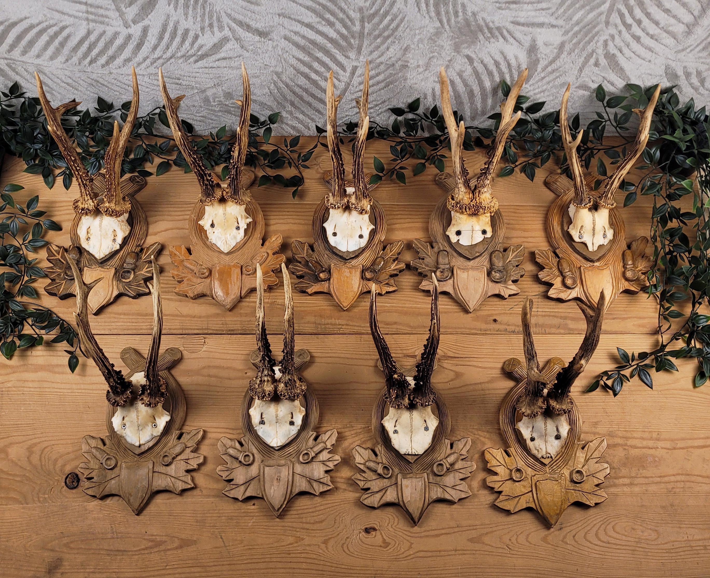 蝦夷鹿hunting trophy（deer skull） Amazon.com: Ebros Gift Rustic Hunter Deer 10 Point Buck