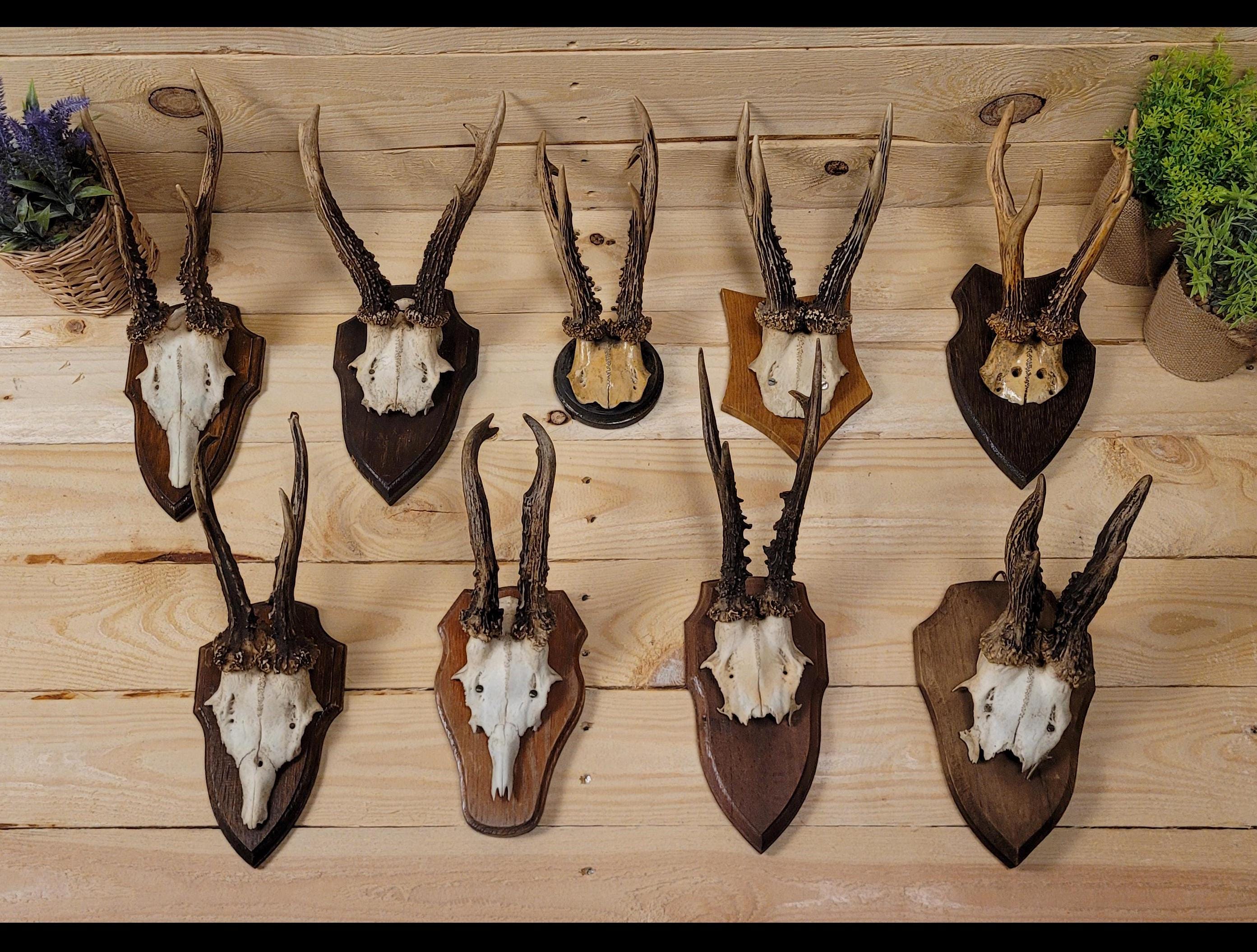 Skull - Laser Cut Out Unfinished Wood Craft Shape SKL10 Skull - Laser Cut Out Unfinished Wood Craft Shape SKL10