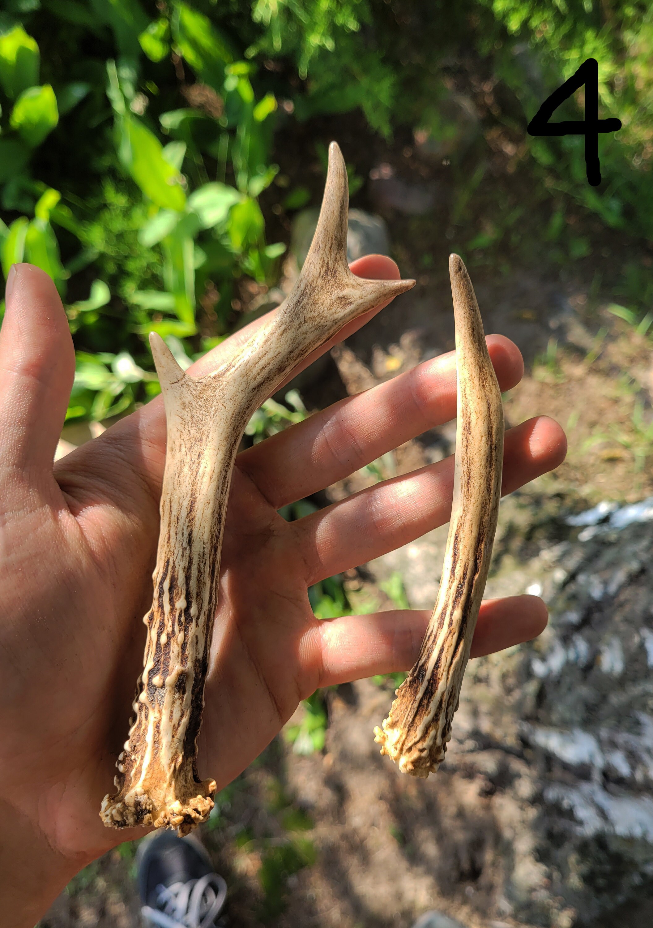 European Roe Deer Antler SET Real Natural Antler PAIR Shed Etsy