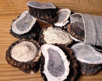 Roseta de chifre de veado-vermelho para confecção de joias, base natural limpa