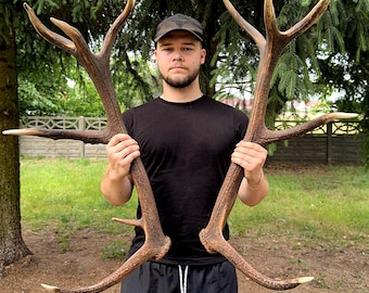 Real Red Deer Antler Set | XL Naturally Shed Pair, Rustic Decor