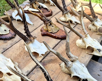 Roe Deer Skull With Real Antlers for Natural Bone Craft and Rustic Oddity Decor