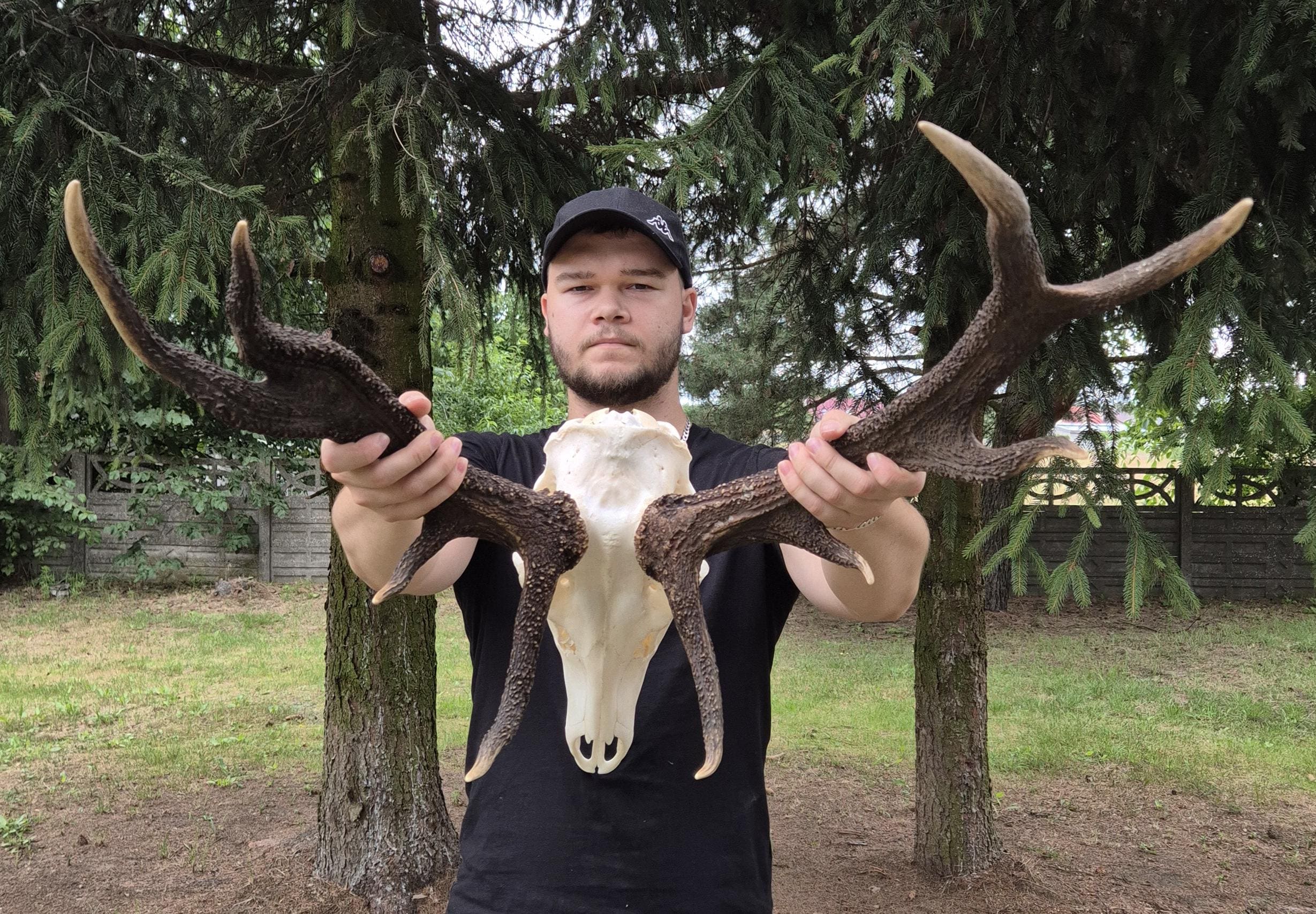 Red Deer Skull With Antlers – Cervus Elaphus Mount, Rustic