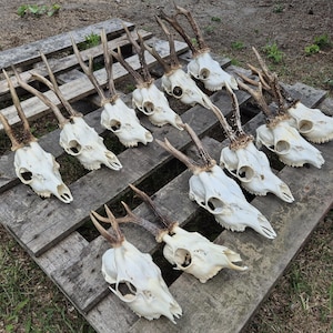 NEW Arrivals - Real European roe deer skull | worse quality -&gt; LOWER PRICE | Cheap skulls for crafts | Cheap deer trophy | Different quality