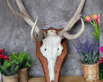 European red deer antlers with skull on plaque, gothic wall trophy