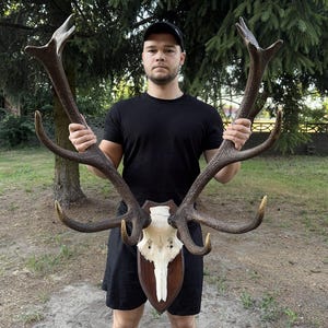 Deer ANTLERS SET with REAL deer skull ! | Pair of Red deer stag | European Red deer antlers | Self montage kit | Deer Trophy |