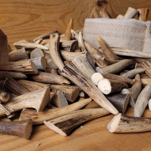 Real Roe Deer Antler Tips: Affordable, Versatile, Perfect for Necklaces, Jewelery, Crafting viking jewelery, handicraft material bones shed image 4