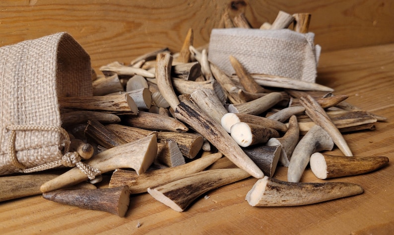 Real Roe Deer Antler Tips: Affordable, Versatile, Perfect for Necklaces, Jewelery, Crafting viking jewelery, handicraft material bones shed image 4