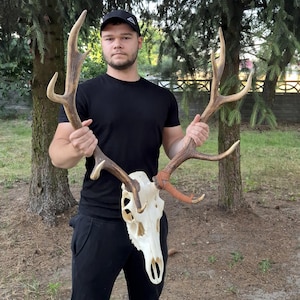 Deer ANTLERS SET with REAL deer skull ! | Pair of Red deer stag | European Red deer antlers | Self montage kit | Deer Trophy |