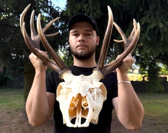 Real Red Deer Antlers with Skull – Rustic Wall Mount Trophy