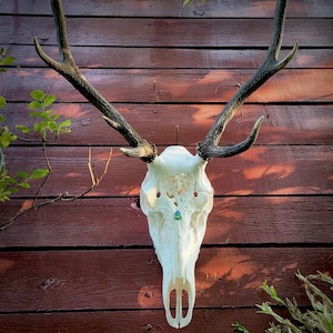 Carved Red Deer Skull Sculpture | Unique Trophy Decor | DIY Mount Kit Included | Boho Rustic Wall Art | Ethical Gift Idea | Huntsman gift