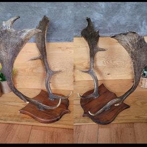 Naturally Sourced Fallow Deer Antlers - Perfect for Crafts & Decor! | Fallow Deer Sheds | Antler Crafts | Huntsman gift | Nature Inspired