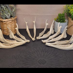 RANDOM Corzo Inferior JAW - Corzo europeo real / Hueso barato / Mandíbula para artesanía / Suministros de artesanía Dientes / Huesos de animales / Hueso para artesanía