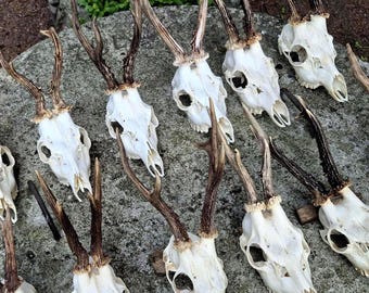 European roe buck skull with antlers for rustic wall or shelf display, white bone