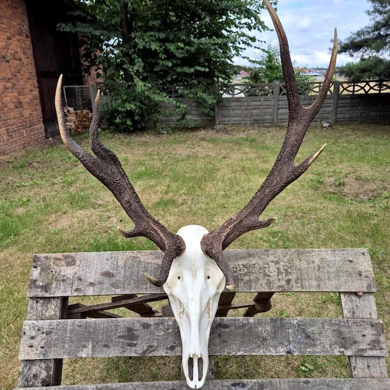 Red Deer Skull With Antlers – Cervus Elaphus Mount, Rustic