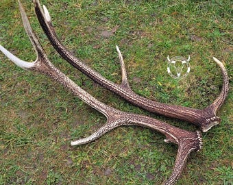 Real Red Deer Antlers – Naturally Shed, Hunting Decor