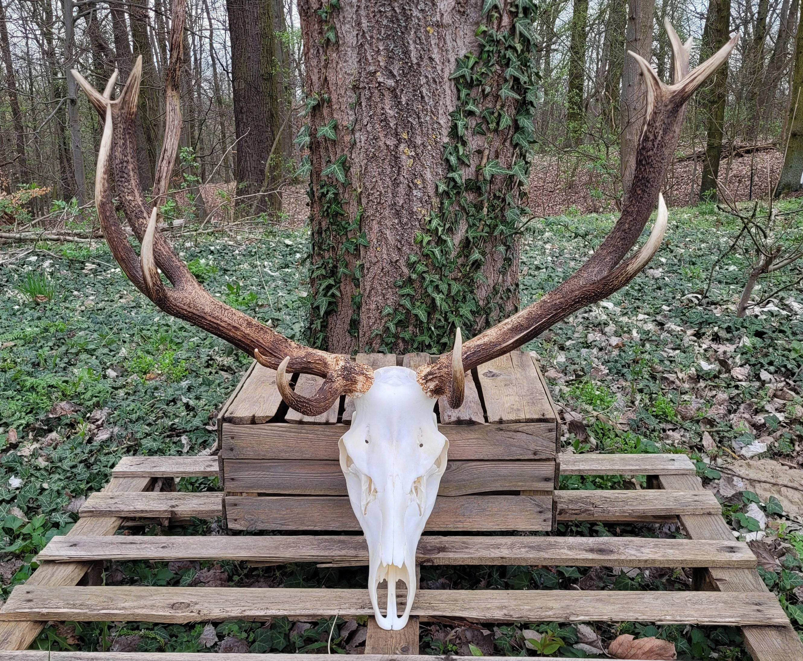 n*r様 蝦夷鹿hunting trophy（deer skull）天然 Rare Real RED DEER Antlers With Skull - Unique Hunting