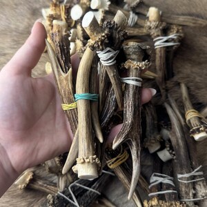 May include: A collection of natural deer antlers, varying in size and shape, held in a hand. The antlers are brown with white tips and are secured with white, yellow, and teal rubber bands. The background is a textured, brown surface.