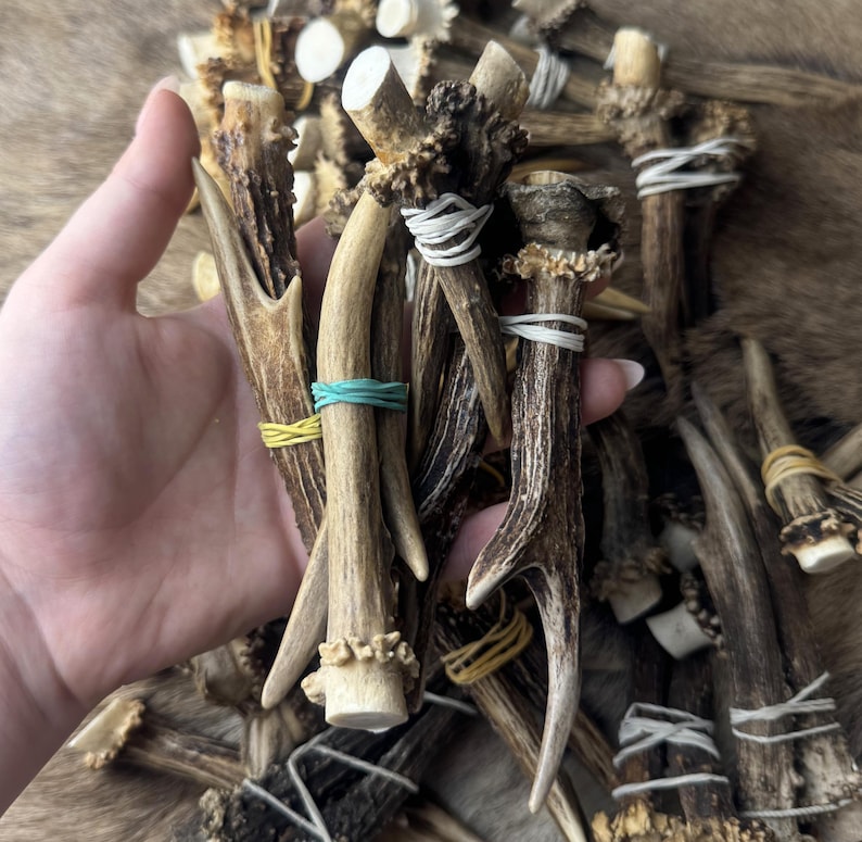 May include: A collection of natural deer antlers, varying in size and shape, held in a hand. The antlers are brown with white tips and are secured with white, yellow, and teal rubber bands. The background is a textured, brown surface.