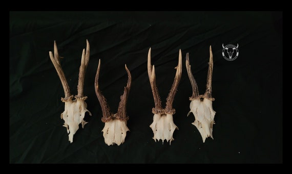 ノロジカのオブジェ 天然 頭骨付き ノロジカのオブジェ 天然 頭骨付き ノロジカのオブジェ 天然