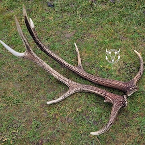 Real RED DEER antlers - deer antlers | A gift for the hunter | Prestigious decoration | natural decoration | hunting decoration | christmas