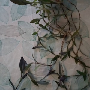 Tradescantia Purpurea Stekken. Paars Spinwort.
