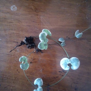 String of Hearts Plant