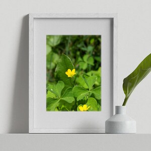 Digital Download, Buttercup Flower, Floral Print, Home Decor, Wall Decor, Digital Print, Print your own
