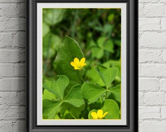 Wall Poster, Buttercup Flower, Floral Print, Home Decor, Wall Decor, Office Artwork, Wall Art, Green Yellow Print