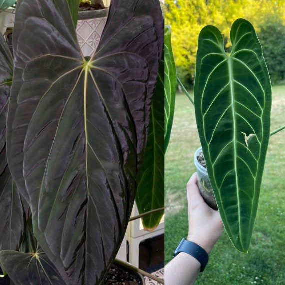 Anthurium Dark Mama Papillilaminum x Warocqueanum Samen 1 - Etsy.de
