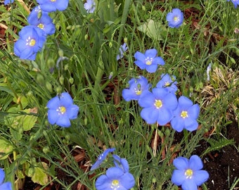 Blue Flax Flower Seed Perennial 50 seed Spring Flowers Plant in Fall