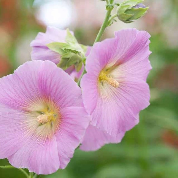 Hollyhock Light Pink Biennial Flower 50+ SEEDS  USA Seller Free Ship